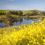 Ed Levin County Park Spring Flowers, Milpitas, California  3/2017