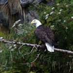 Bald Eagle, Kenai Fjords National Park, Alaska, 8/2015