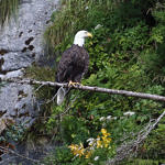 Bald Eagle, Kenai Fjords National Park, Alaska, 8/2015
