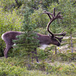 Caribou, Denali National Park, Alaska, 8/2015