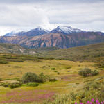 Denali National Park, Alaska, 8/2015