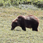 Grizzly Bear, Denali National Park, Alaska, 8/2015