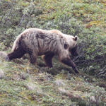 Grizzly Bear, Denali National Park, Alaska, 8/2015