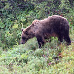 Grizzly Bear, Denali National Park, Alaska, 8/2015