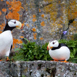Horned Puffin, Kenai Fjords National Park, Alaska, 8/2015
