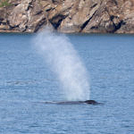 Humpback Whale, Kenai Fjords National Park, Alaska, 8/2015