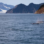 Humpback Whale and Bear Glacier, Kenai Fjords National Park, Alaska, 8/2015