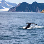 Humpback Whale and Bear Glacier, Kenai Fjords National Park, Alaska, 8/2015