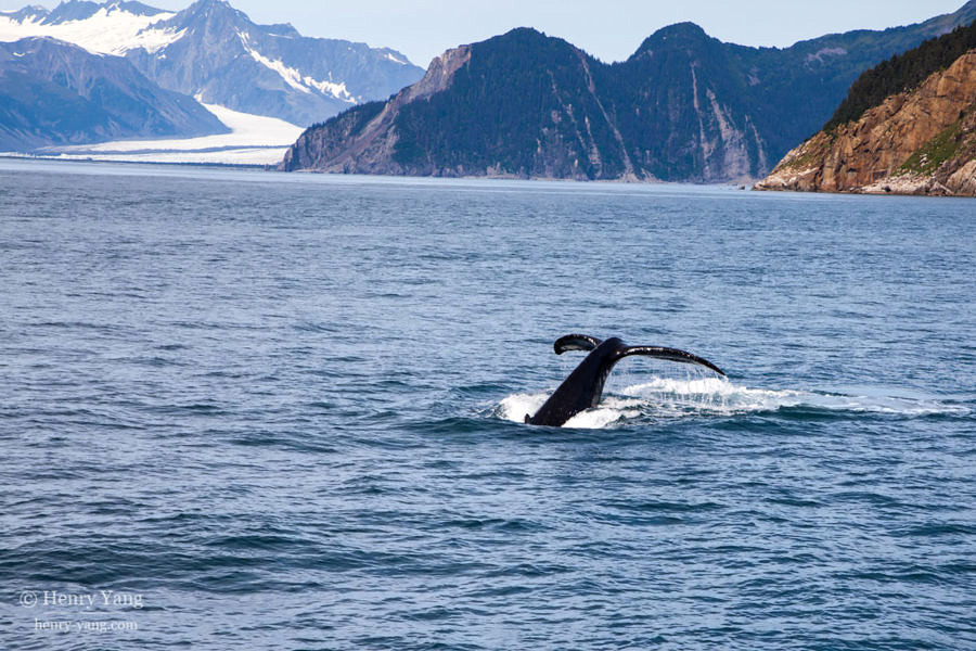 Humpback Whale and Bear Glacier, Kenai Fjords National Park, Alaska, 8/2015
