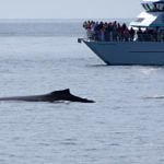 Humpback Whale, Kenai Fjords National Park, Alaska, 8/2015