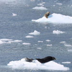 Seals at Surprise Glacier, Prince William Sound, Alaska, 8/2015