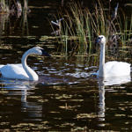 Swans, Talkeetna, Alaska, 8/2015