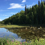 Swans, Talkeetna, Alaska, 8/2015