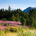 Wild Flowers, Kenai Peninsula, Alaska, 8/2015
