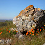 California Poppy, Coyote Hills Regional Park, Fremont, California, 3/2017