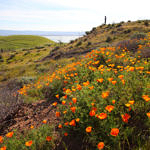 California Poppy, Coyote Hills Regional Park, Fremont, California, 3/2017