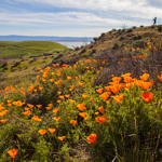 California Poppy, Coyote Hills Regional Park, Fremont, California, 3/2017
