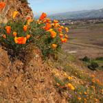 California Poppy, Coyote Hills Regional Park, Fremont, California, 3/2017