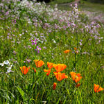 California Poppy, Coyote Hills Regional Park, Fremont, California, 3/2017