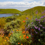 California Poppy, Coyote Hills Regional Park, Fremont, California, 3/2017