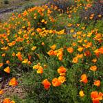California Poppy, Coyote Hills Regional Park, Fremont, California, 3/2017