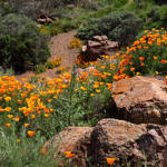 California Poppy, Coyote Hills Regional Park, Fremont, California, 3/2017