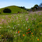 California Poppy, Coyote Hills Regional Park, Fremont, California, 3/2017