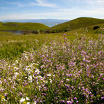 Coyote Hills Flowers, Fremont, California, 3/2017