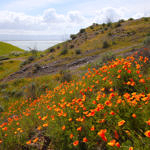 California Poppy, Coyote Hills Regional Park, Fremont, California, 3/2017