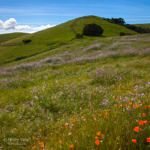 California Poppy, Coyote Hills Regional Park, Fremont, California, 3/2017