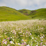 Ed Levin County Park Spring Flowers, Milpitas, California, 3/2017