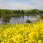 Ed Levin County Park Spring Flowers, Milpitas, California, 3/2017