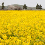 Spring Flowers, outside the Gate of Coyote Hills Regional Park, Fremont, California, 3/2013