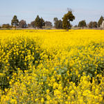 Spring Flowers, outside the Gate of Coyote Hills Regional Park, Fremont, California, 3/2013