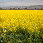 Spring Flowers, outside the Gate of Coyote Hills Regional Park, Fremont, California, 3/2013