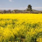 Spring Flowers, outside the Gate of Coyote Hills Regional Park, Fremont, California, 3/2013