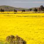 Spring Flowers, outside the Gate of Coyote Hills Regional Park, Fremont, California, 3/2013