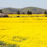Spring Flowers, outside the Gate of Coyote Hills Regional Park, Fremont, California, 3/2013