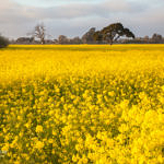 Spring Flowers, outside the Gate of Coyote Hills Regional Park, Fremont, California, 3/2013