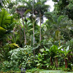 Hawaii Tropical Botanical Garden, Big Island, Hawaii, 1/2015