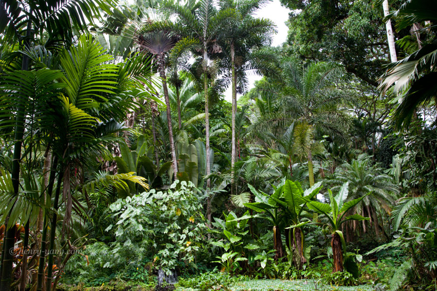 Hawaii Tropical Botanical Garden, Big Island, Hawaii, 1/2015