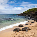 Ho'okipa Beach Park, Road to Hana, Maui, Hawaii, 8/2016