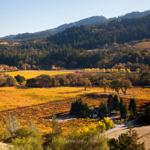 Fall Color from Sterling Vineyards, Calistoga, California, 11/2013