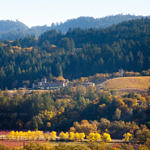 Fall Color from Sterling Vineyards, Calistoga, California, 11/2013