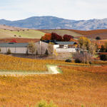 Napa Valley Fall Color, Napa, California, 11/2015