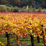 Napa Valley Fall Color, Silverado Trail, Napa, California, 11/2015