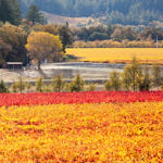 Napa Valley Fall Color, Silverado Trail, Napa, California, 11/2015