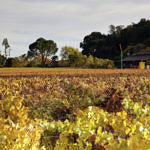 Napa Valley Fall Color, Silverado Trail, Napa, California, 11/2015
