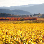 Napa Valley Fall Color, Silverado Trail, Napa, California, 11/2015