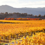 Napa Valley Fall Color, Silverado Trail, Napa, California, 11/2015
